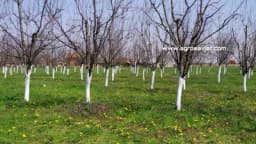 Jesenji tretman voća - Šta je sve potrebno voćnjaku u ovom periodu