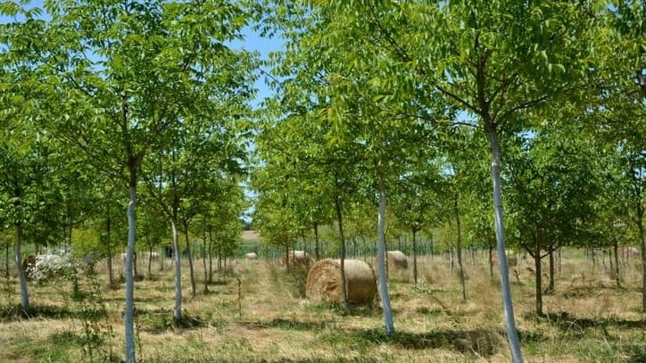 Dobar rod oraha donose odgovarajuće pravilno raspoređene sorte