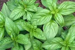 Razlozi koje će vas natjerati da BOSILJAK češće dodajte u jela!