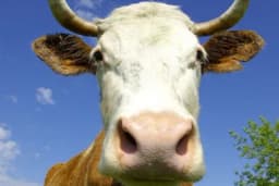 Da li su krave veći zagađivači od automobila?