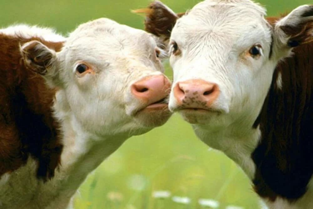 UIO BiH hitno prodaje kravu i tele