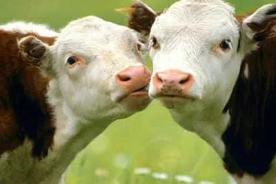 UIO BiH hitno prodaje kravu i tele