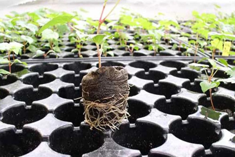 Evo kojim proizvođačima sadnog materijala iz BiH je odobren izvoz u Rusiju