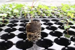 Tehnologija proizvodnje rasada paradajza