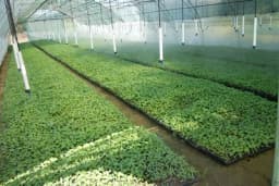 Preporuke za zaštitu i đubrenje presađenih kultura u plastenicima