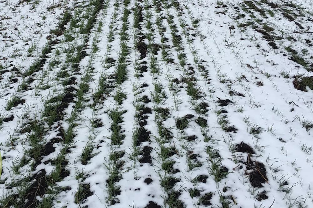 SNIJEG ZAŠTITIO ŽITO - Niska temperatura nije izazvala štetu na ozimim usjevima