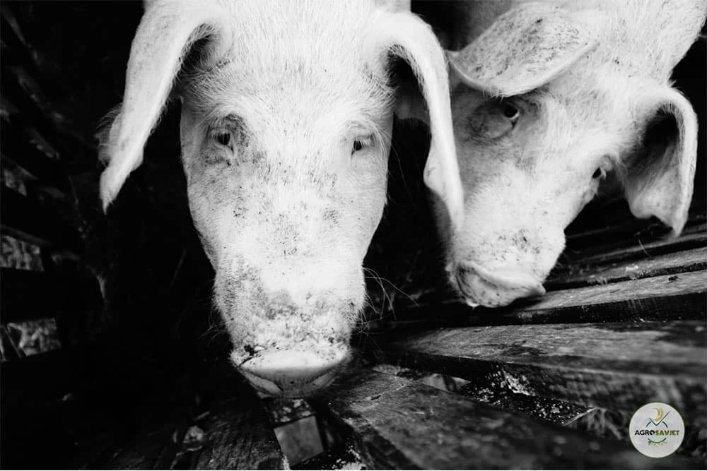 Crveni vjetar – Bolest svinja