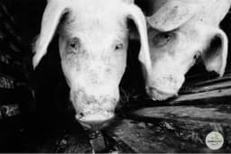 Crveni vjetar – Bolest svinja