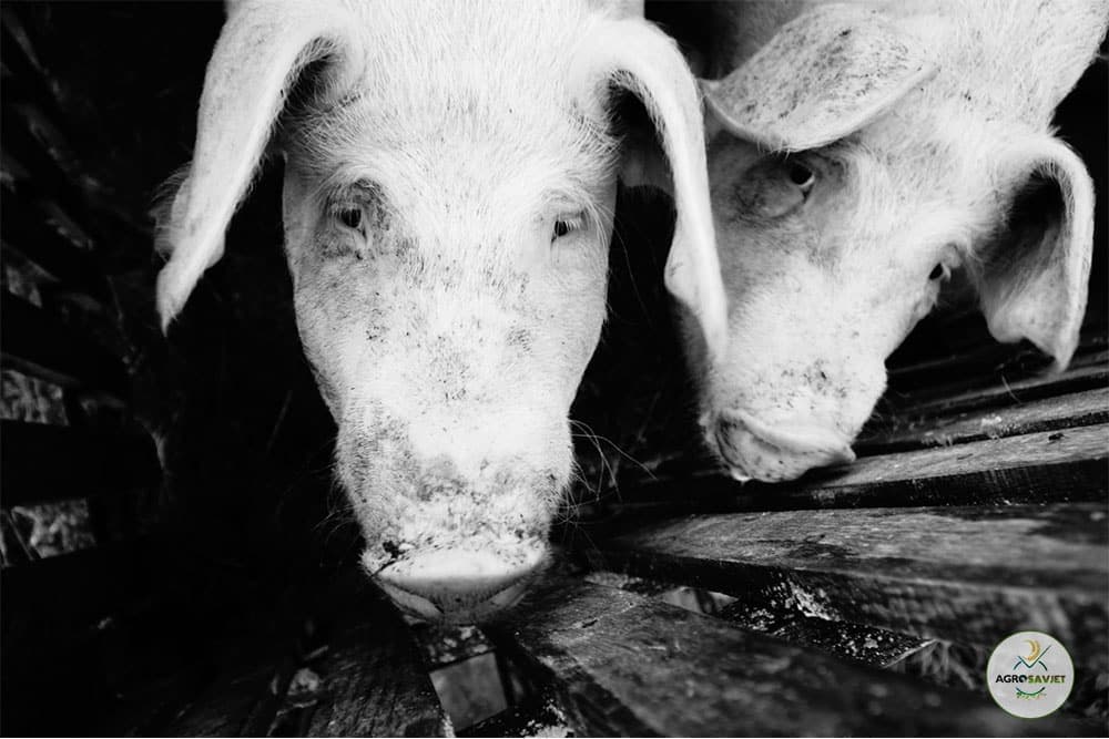 Crveni vjetar – Bolest svinja