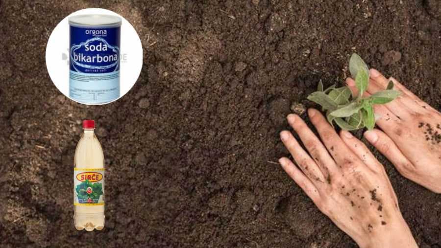 Soda ili sirće za provjeru kvaliteta zemljišta?