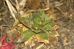 Ljekoviti recepti za mast, med, sok i čaj od čuvarkuće