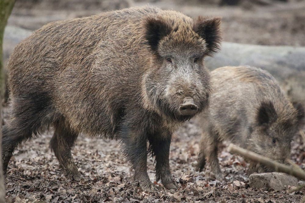 Divlje svinje uništile oko 100 dunuma usjeva