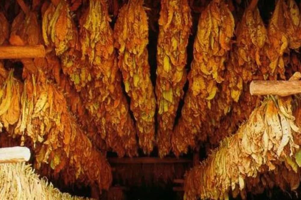 Da li će proizvođači duvana odustati od ugovorene proizvodnje za 2020. godinu?