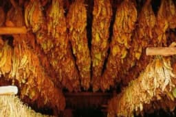 Stručnjaci: Crno tržište duvana će pokleknuti, ako već nije kasno