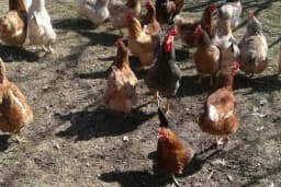 Ishrana koka nosilja za veliku nosivost jaja