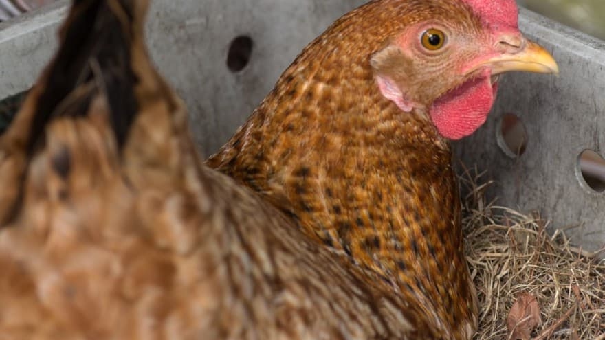 Kako nasaditi kokošku - Ovako su se nekada proizvodili pilići