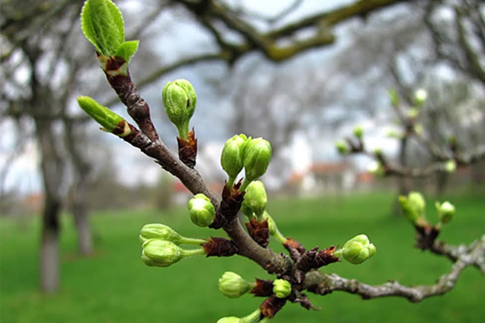 Uticaj temperaturnih kolebanja na kretanje vegetacije