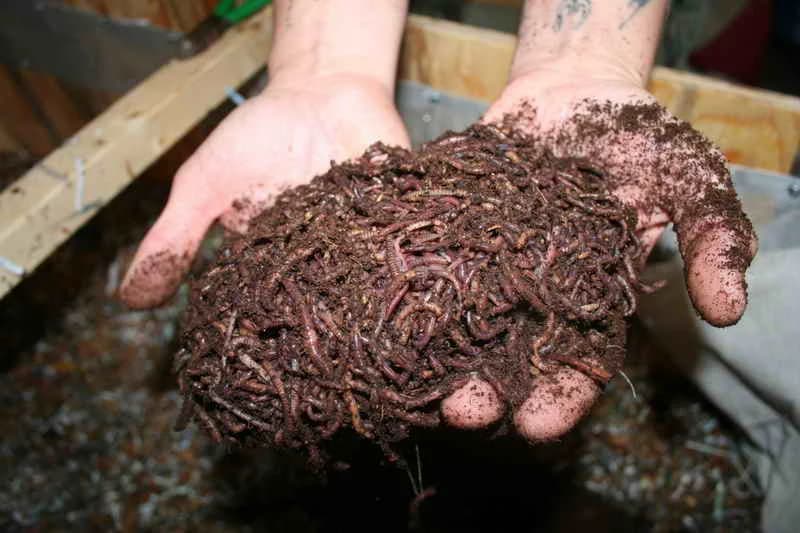 Vermikompostiranje - Glistenjak najhranljiviji za cvijeće i povrće