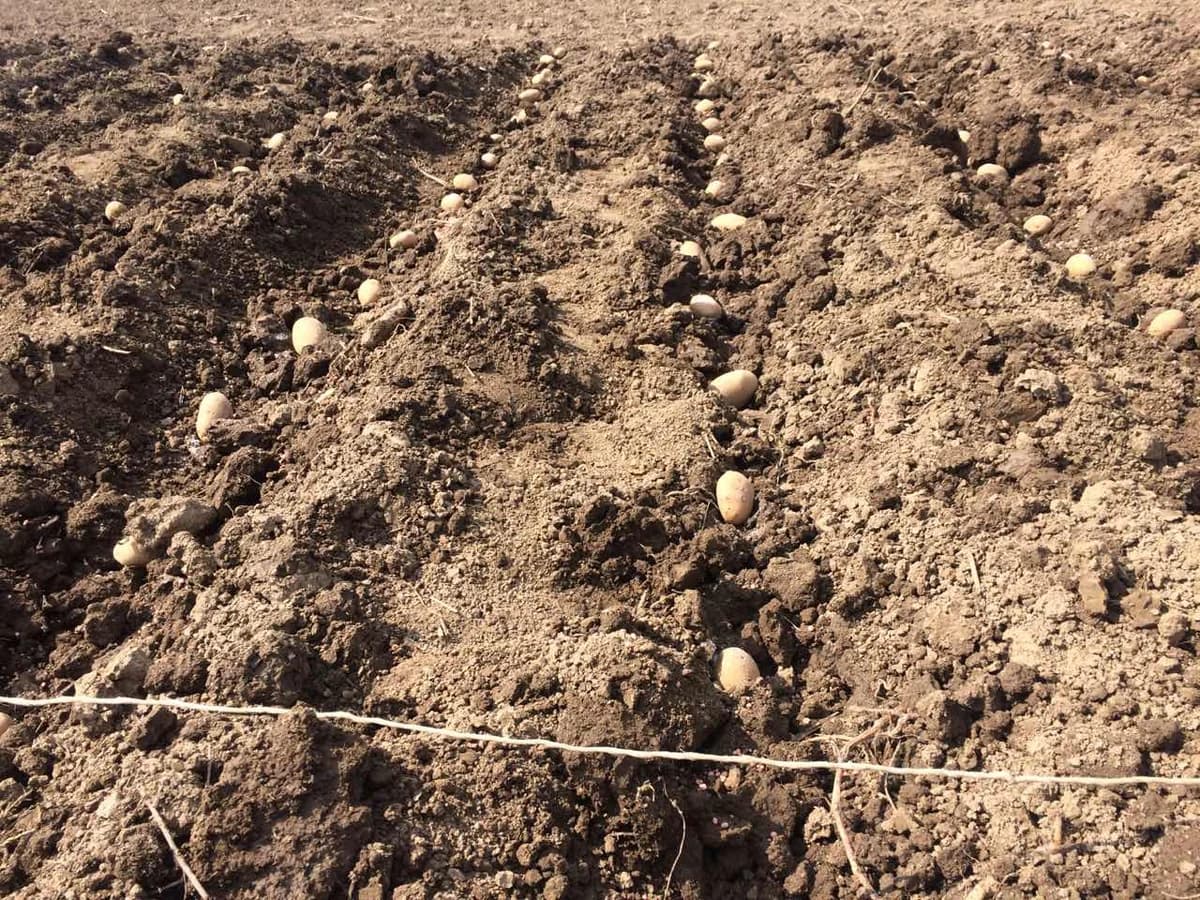 Treba li rezati krtolu krompira prilikom sadnje?