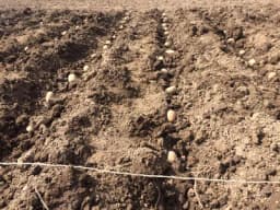 Treba li rezati krtolu krompira prilikom sadnje?