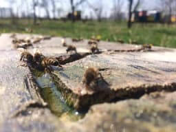 Higijensko pojilo: Jedna od osnovnih preventivnih mjera pojave bolesti pčelinjih društava