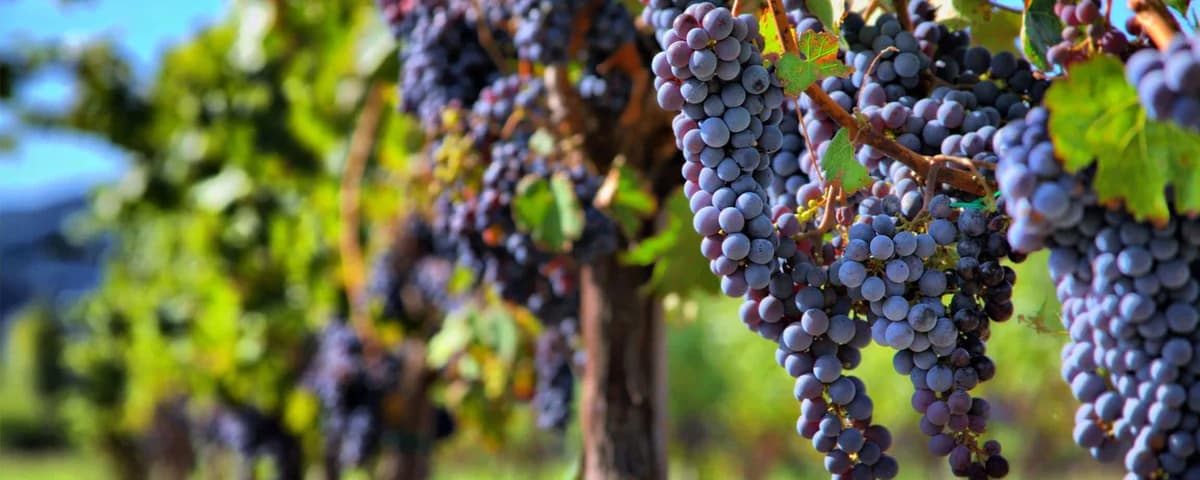 Kako prepoznati početak vegetacije kod vinove loze?!