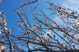 Očekuje se ranije kretanje vegetacije - Koji su rizici za voćke?