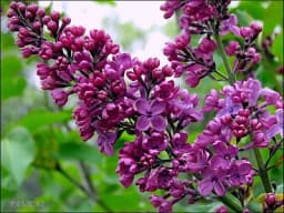 JORGOVAN: Biljka koja liječi mnoge bolesti