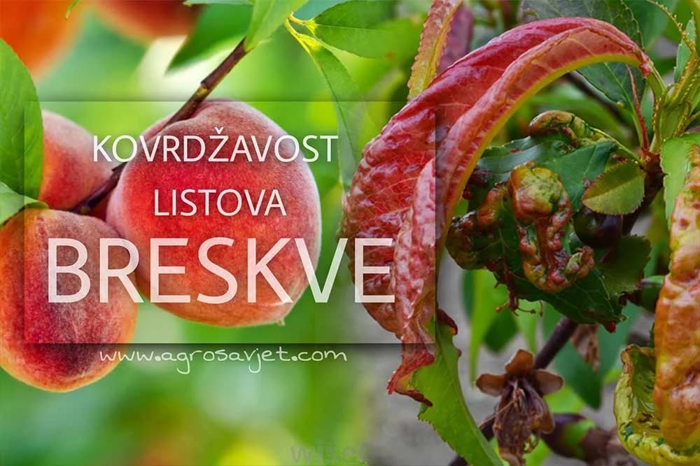 Kovrdžavost lista breskve