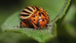 PRIPREMITE SE ZA ZAŠTITU KROMPIRA - uskoro se budi krompirova zlatica