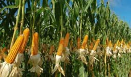Kako se čuva kukuruz u klipu
