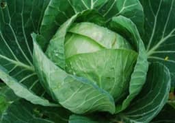 Koje su razlike između kupusa i kelja?