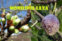 Monilija ili trulež plodva šljive - Zaštita u fazi cvjetanja