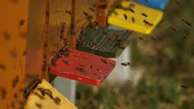 Ugljevik: Podrška lokalne zajednice pčelarima