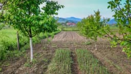 Koje biljke treba da sadimo ispod voćaka da bismo im obezbjedili bolji uspjeh