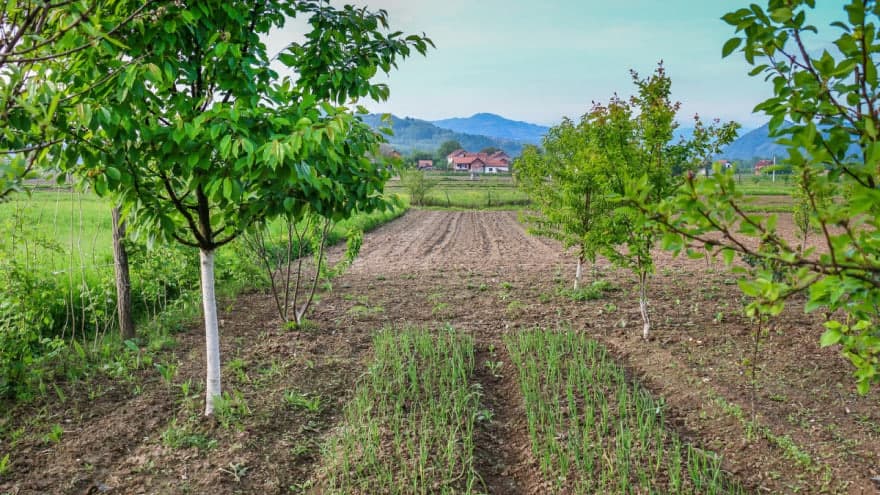 Koje biljke treba da sadimo ispod voćaka da bismo im obezbjedili bolji uspjeh