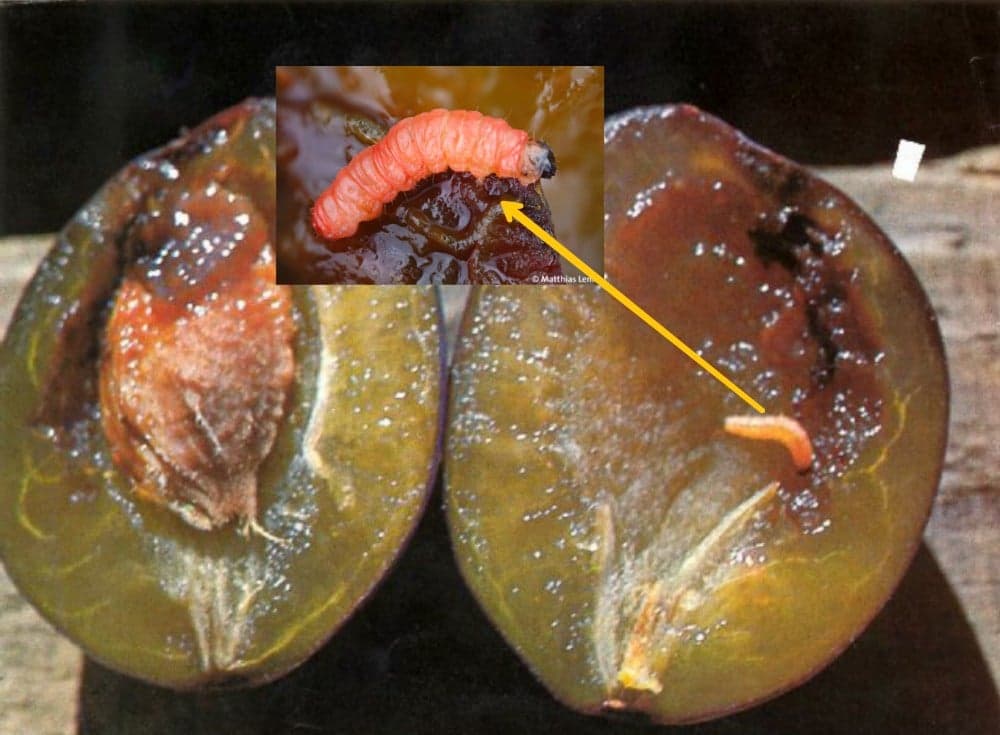 Zaštita šljive - Šljivin smotavac