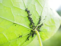 Protiv biljnih vaši borite se bijelim lukom, čili paprikom, sapunom