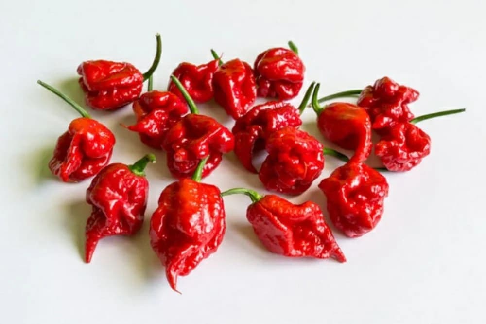 Ljuta paprika