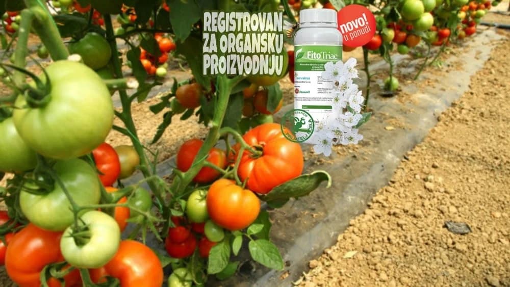 Suzbijte biljne vaši potpuno organskim preparatom - FitoTriac