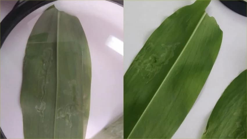 Šta su lisni mineri i kako ih suzbiti