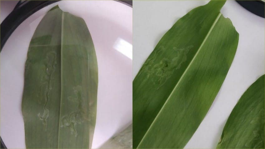 Šta su lisni mineri i kako ih suzbiti