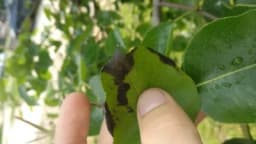 SUZBIJANJE BAKTERIOZNE PLAMENJAČE