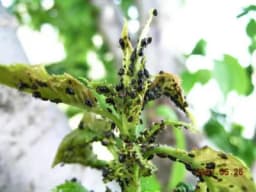 Kafa i duvan u bašti - Pročitajte kako da napravite domaći insekticid