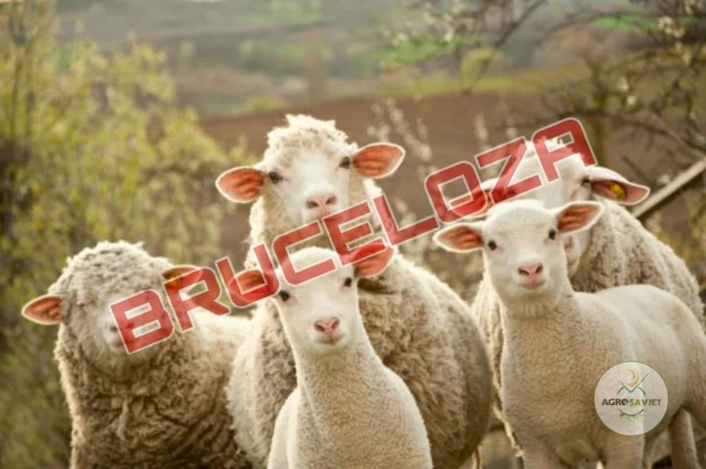 bruceloza