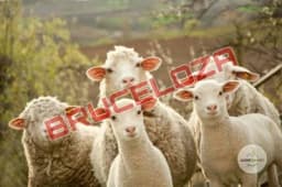 Bruceloza - Kako se boriti protiv ove bolesti?