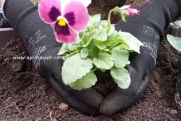 Koje cvijeće se sadi u jesen - Na šta paziti kod sadnje i kako pripremiti zemlju?