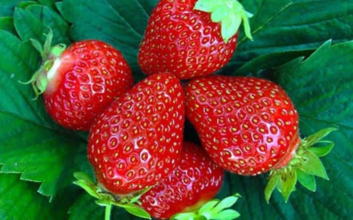 Kako da razlikujete domaće od uvoznih jagoda?