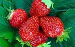 Kako da razlikujete domaće od uvoznih jagoda?