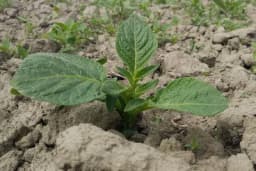 Ako želite visok prinos krompira obezbijedite mu ove uslove!